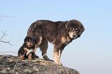 DOGUE DU TIBET 421